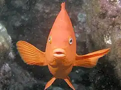 Garibaldi, Catalina Island