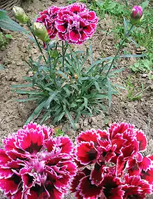 Double-flowered carnations