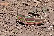 Gastrimargus cf verticalis, Ethiopia