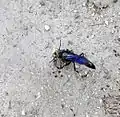 An organ pipe wasp gathering mud in South Carolina