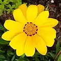 Gazania rigens var. rigens. Yellow flowerhead, with dark markings near the bases of the ray florets (petals)