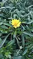 Gazania rigens var. uniflora has smooth green glabrous leaves, and yellow flowerheads without dark markings