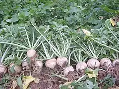 Gegeol radish