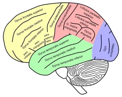 Lateral view of a human brain showing main gyri labeled.