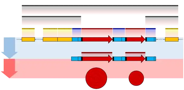 Prokaryote gene structure diagram