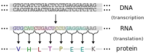 Central dogma depicting transcription from DNA code to RNA code to the proteins in the second step covering the production of protein.