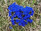 Gentiana verna