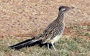 Image 19Greater roadrunner (the state bird of New Mexico) (from New Mexico)