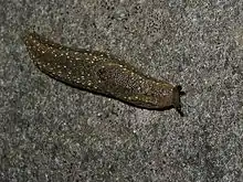 The right side of a dark slug with yellow spots, head to the right