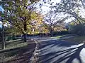 A view of Getting Crescent, Campbell, in mid-autumn