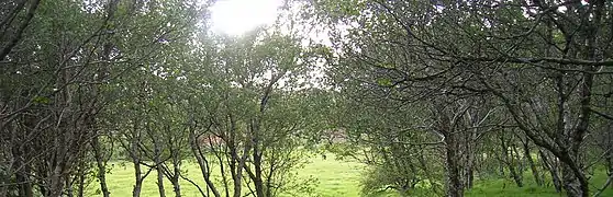 A forest near the Geysir