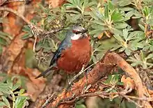 Small brown and grey bird perching on a branch