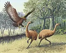 An artist's rendition of a Haast's eagle attacking two moa