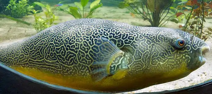 Elaborate skin pattern of the giant or mbu puffer