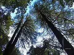 Giant Deodars of Binsar Mahadev, in Chauthaan region of Pauri Garhwal.