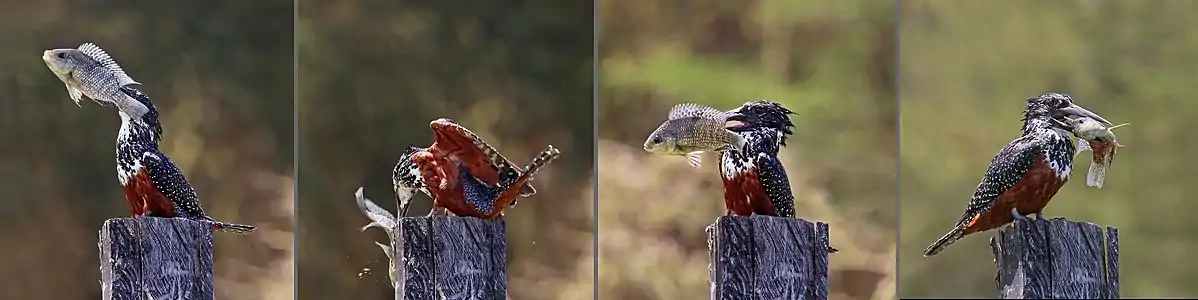 Giant kingfisher with tilapiaLake Naivasha