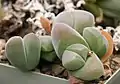 Gibbaeum dispar