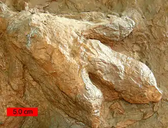 Gigandipus, a dinosaur footprint in the Lower Jurassic Moenave Formation at the St. George Dinosaur Discovery Site at Johnson Farm, southwestern Utah