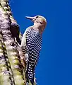 Female Gila Woodpecker, Paradise Valley, AZ