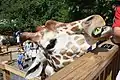 Giraffe feeding