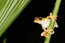 Image 25Gladiator treefrog (Hypsiboas rosenbergi), Osa Peninsula, Costa Rica (from Tree frog)