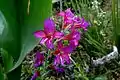 Gladiolus communis in the park