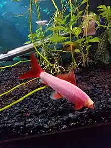 A glofish rainbow shark fish