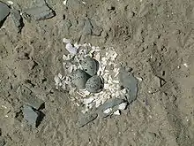 Three bluish eggs with black speckling sit atop a layer of white mollusk shell pieces, surrounded by sandy ground and small bits of bluish stone