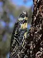 Climbing a tree