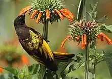 brown sunbird with yellow on back and wings feeding on flower