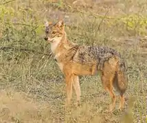 Golden jackal in the area of Rajkot