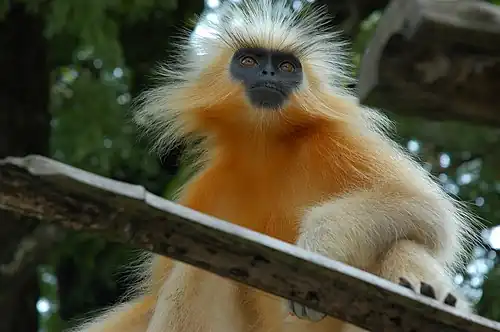 A picture of Gee's golden langur