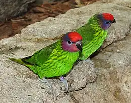 A green parrot with a light green underside, black-tipped wings, violet cheeks, a purple streak behind the eyes, and a red forehead