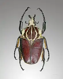 Goliathus goliatus male, dorsal side