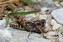 Gomphocerus sibiricus female