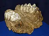 Jaw of Anancus  arvernensis from Quaternary of Italy