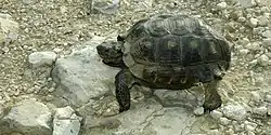 Texas tortoise (Gopherus berlandieri), northern Tamaulipas, Mexico (2007).