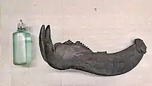 Gorgonichthys jaws.