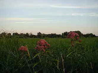 Wildflower view