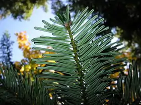 Grand fir in Wenatchee National Forest