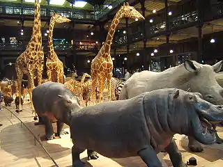 Parade of species in the Grand Gallery of Evolution