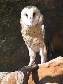 African grass owl