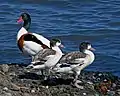 Female and two half-grown ducklings.