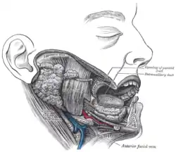 Dissection, showing salivary glands of right side