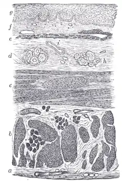 Section of the human esophagus.