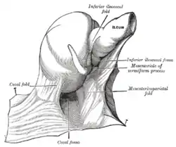 The cecal fossa. The ileum and cecum are drawn backward and upward.