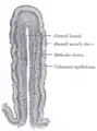 Vertical section of a villus from the dog's small intestine. X 80. (Simple columnar epithelium labelled at right, third from the top.)