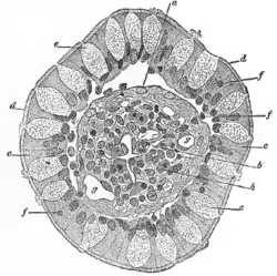 Transverse section of a villus, from the human intestine. X 350.a. Basement membrane, here somewhat shrunken away from the epithelium.b. Lacteal.c. Columnar epithelium.d. Its striated border.e. Goblet cells.f. Leucocytes in epithelium.f’. Leucocytes below epithelium.g. Blood vessels.h. Muscle cells cut across.