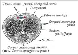 Transverse section of the penis