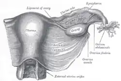 Uterus and right broad ligament, seen from behind.